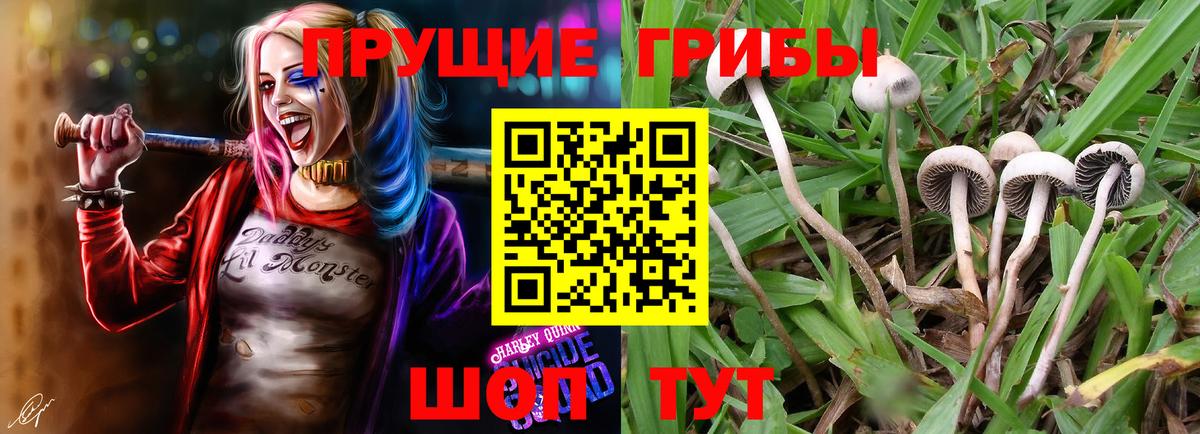 Галлюциногенные грибы Psilocybe  Псилоцибиновые грибы прущие грибы  Вход с VPN  Грозный 